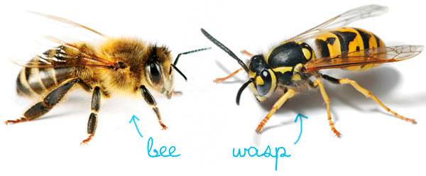 What's The Difference Between Bees & Wasps?